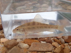 Erimyzon claviformis