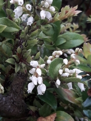 Gaultheria insana