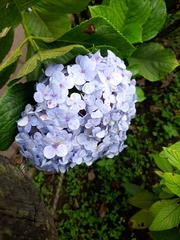 Hydrangea macrophylla
