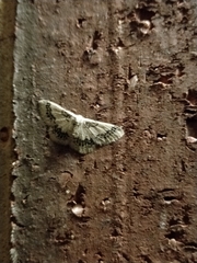 Idaea pseliota