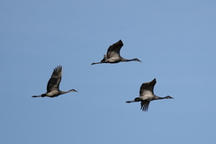 Antigone canadensis pulla