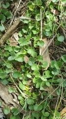 Dichondra donelliana
