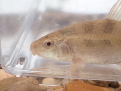 Erimyzon claviformis