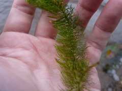 Ceratophyllum echinatum