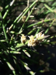 Colletieae