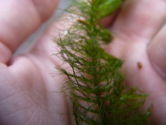 Ceratophyllum echinatum