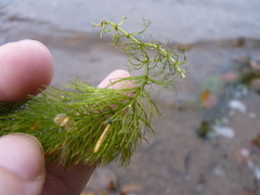 Ceratophyllum echinatum