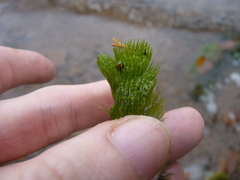 Ceratophyllum echinatum
