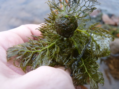 Ceratophyllum echinatum