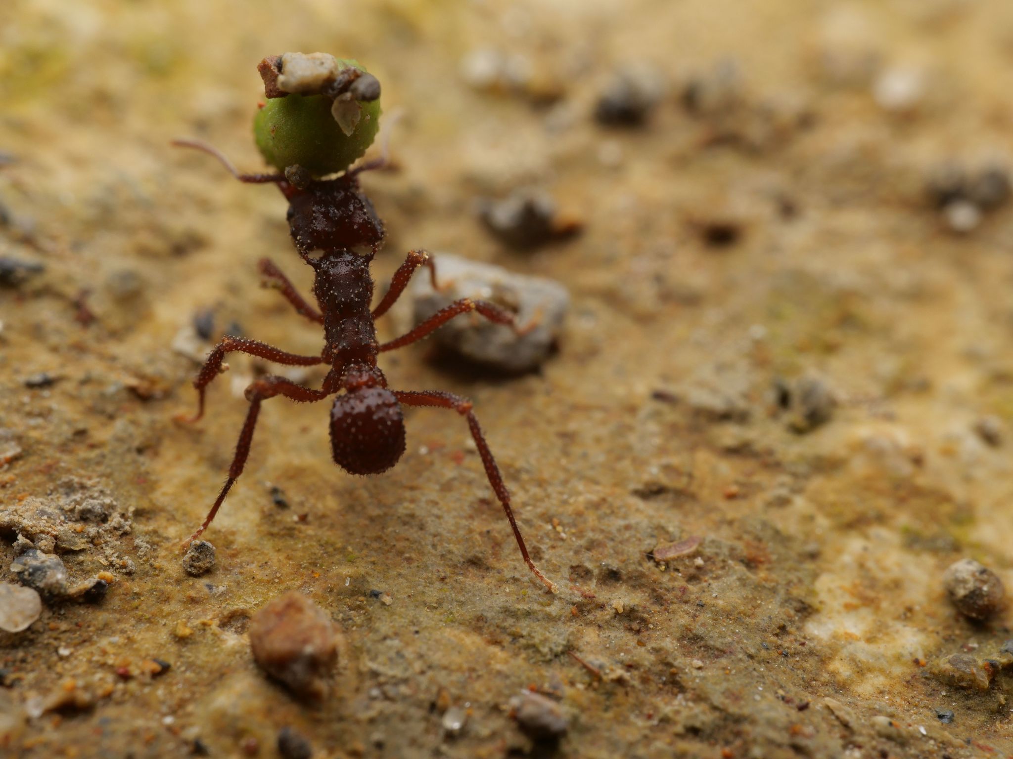 Mycetomoellerius zeteki