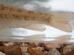 Erimyzon claviformis