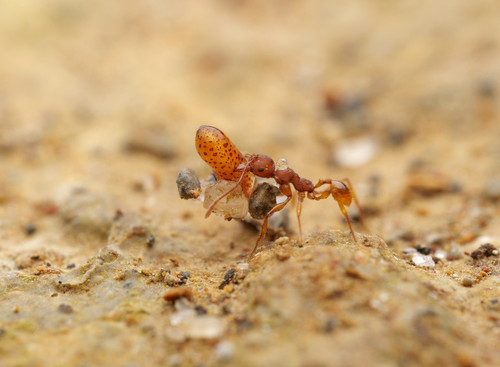 Pheidole ectatommoidesPheidole ectatommoides