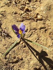 Calydorea xiphioides