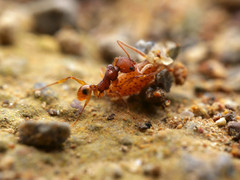 Pheidole ectatommoides