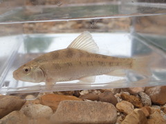 Erimyzon claviformis