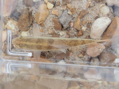 Erimyzon claviformis