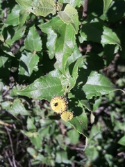 Podanthus ovatifolius