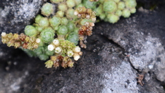 Sedum humifusum