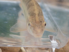 Erimyzon claviformis