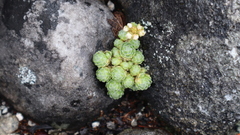 Sedum humifusum