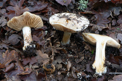 Cortinarius aurescens