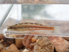 Etheostoma zonistium