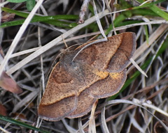 Metarranthis obfirmaria