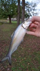 Alosa chrysochloris