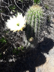 Trichocereus chiloensis litoralis