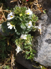 Euphrasia ostenfeldii