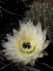 Trichocereus chiloensis litoralis