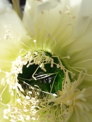 Trichocereus chiloensis litoralis
