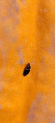 Caplothorax lugubris