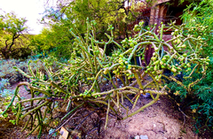 Cylindropuntia thurberi