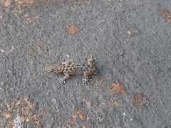 Phyllodactylus bordai