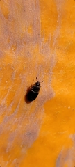 Caplothorax lugubris