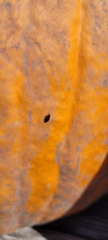 Caplothorax lugubris