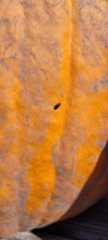 Caplothorax lugubris