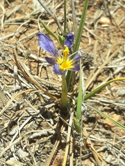 Calydorea xiphioides