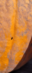 Caplothorax lugubris