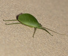Chloracantha hilleri