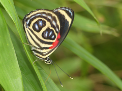 Catagramma pygas thamyras