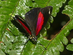 Catagramma pygas thamyras