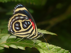 Catagramma pygas thamyras