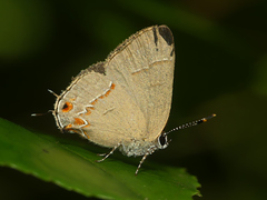 Calycopis caulonia