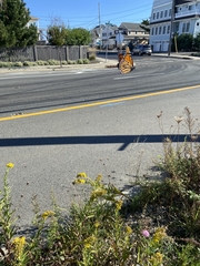Trifolium pratense pratense
