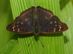 Doxocopa zunilda