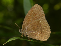 Forsterinaria quantius