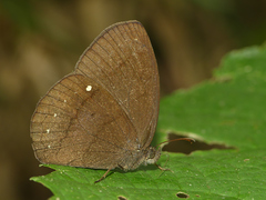 Forsterinaria quantius