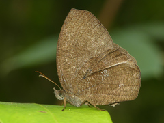 Godartiana muscosa